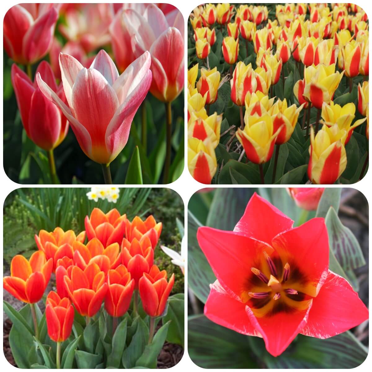 Tulip Experience Amsterdam